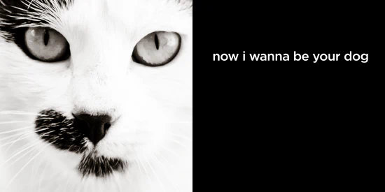 now i wanna be your dog