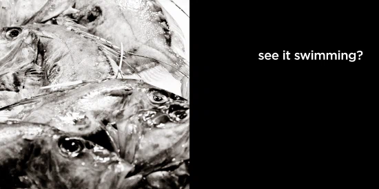 see it swimming?