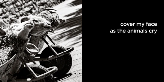 cover my face as the animals cry