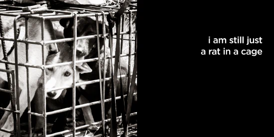 i am still just a rat in a cage