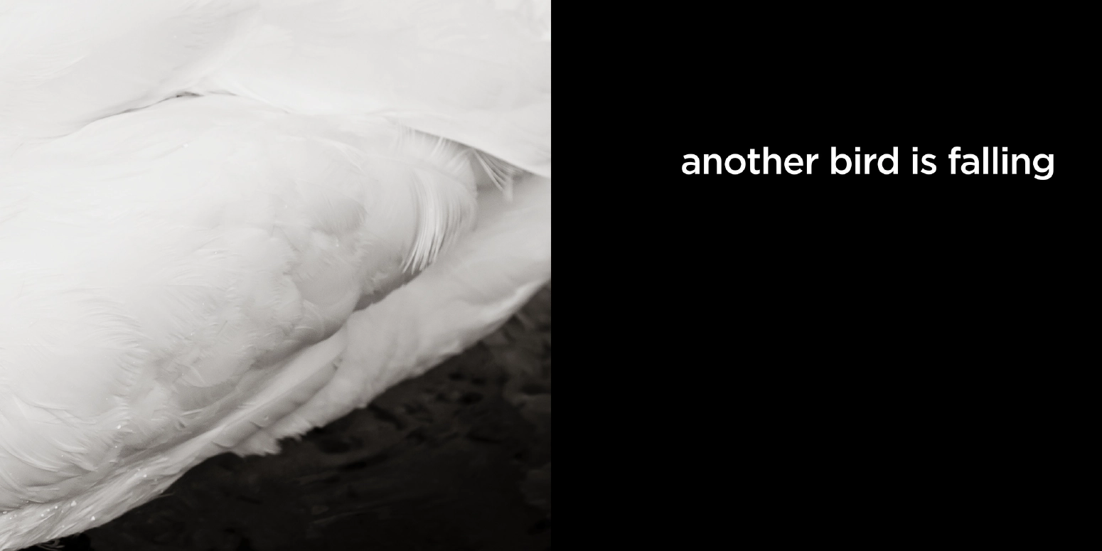 another bird is falling