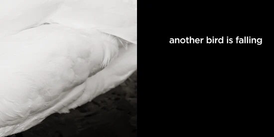 another bird is falling