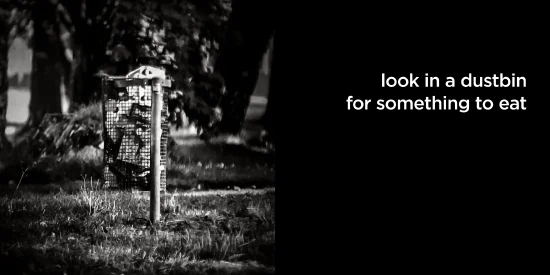 look in a dustbin for something to eat