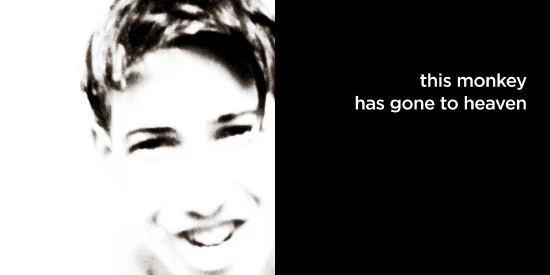 this monkey has gone to heaven