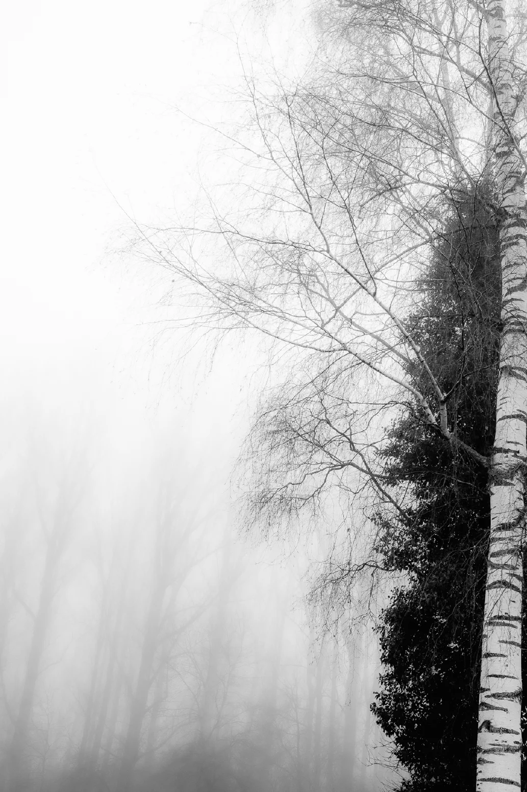 Baumnebel #2. 