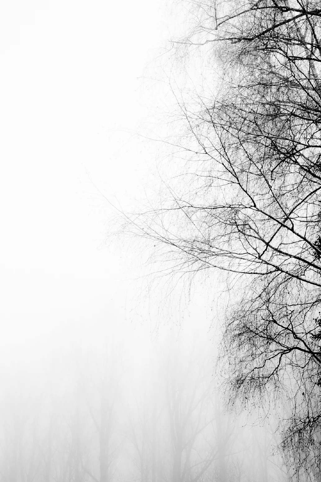 Baumnebel #4. 