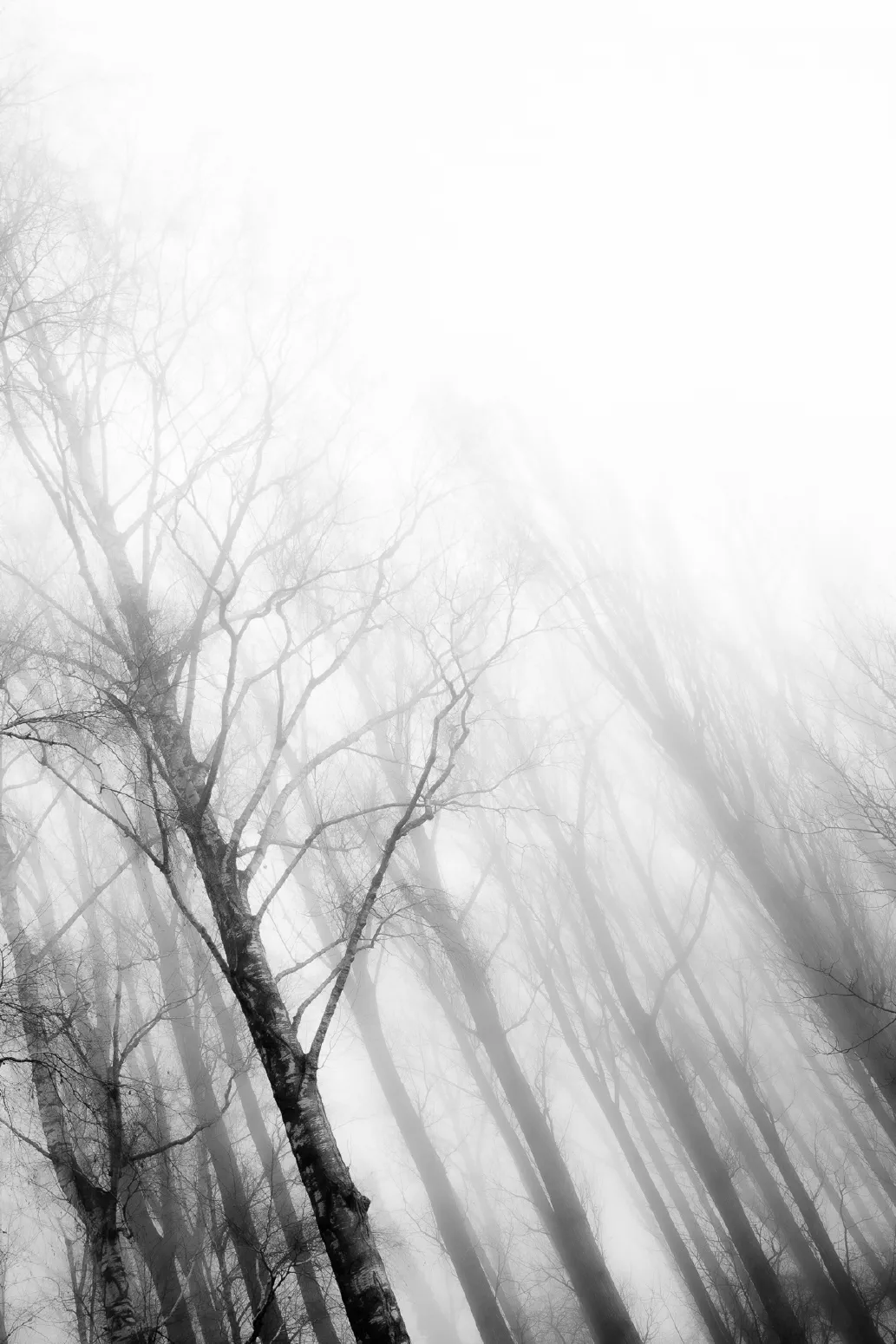 Baumnebel #1. Tägerwilen, Schweiz. Dezember 2022