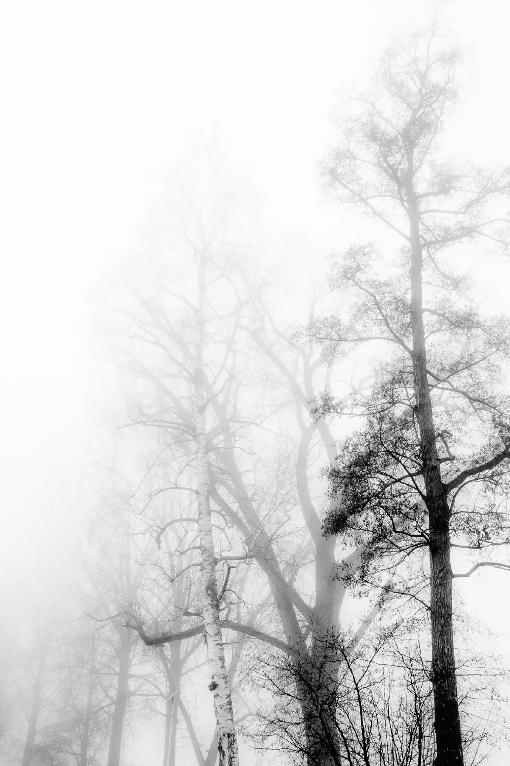 Baumnebel #7. 