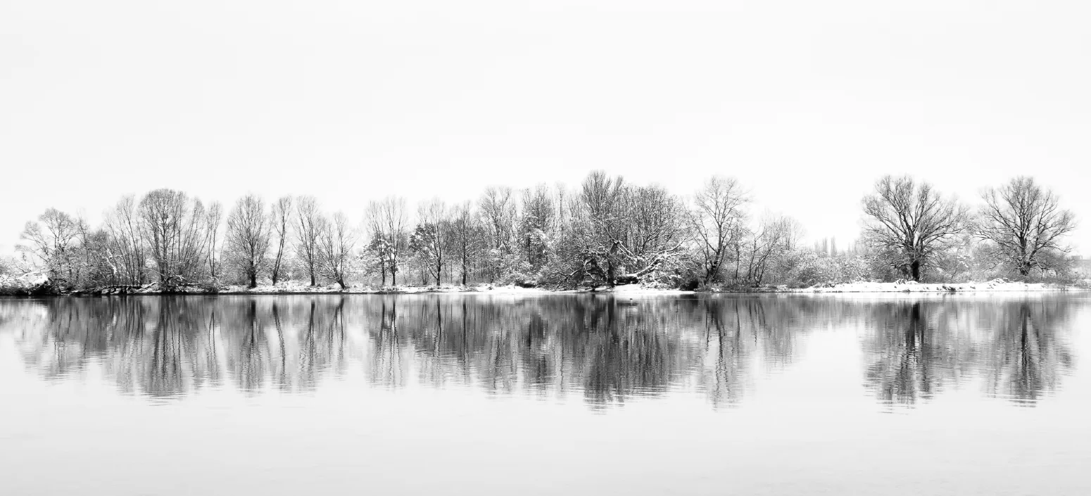 Baumgruppe. Wollmatinger Ried, Konstanz, Deutschland. Dezember 2008